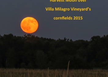 The harvest moon rises over Villa Milagro Vineyards 
