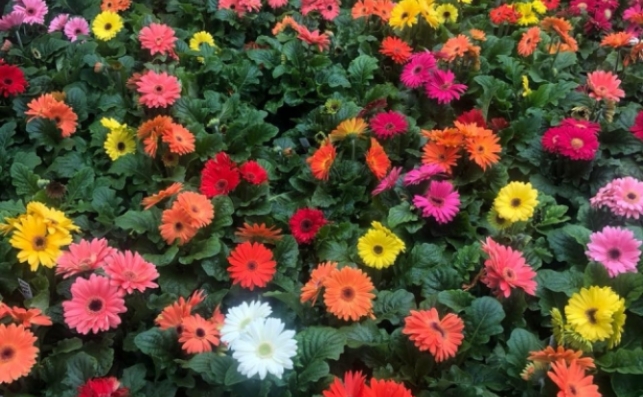 Multi colored Gerbas