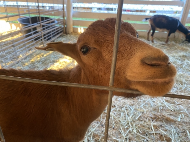 A goat sticking its nose through the fence at the Warren County Farmers' Fair 2023