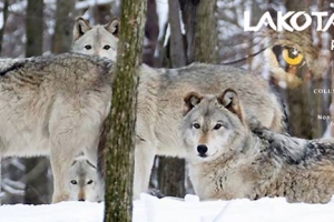 Lakota Wolf Preserve Holiday Art Show Fundraiser - Dec. 1