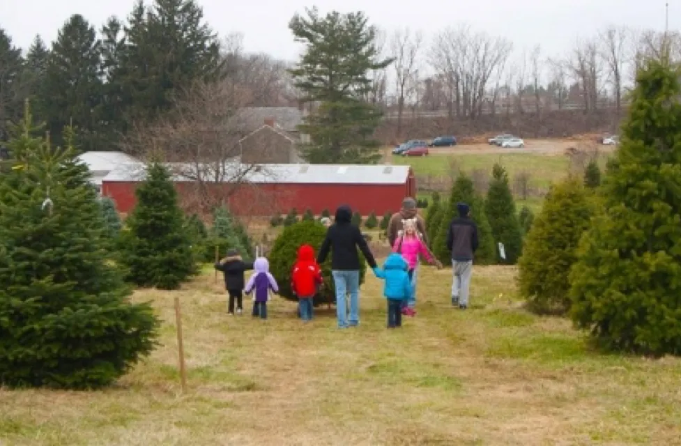 people at a tree farm